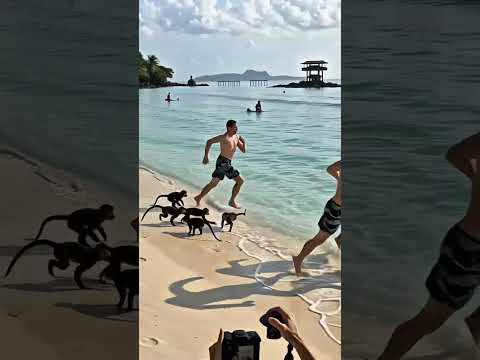 Capuchin Monkeys Saves Tourists From Tsunami Disaster #animals #rescue  #wildlife