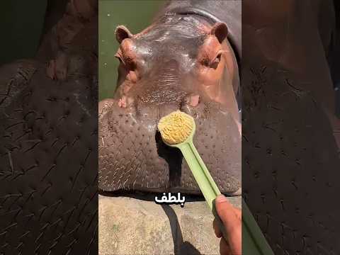 هل تجرؤ على تنظيف فم فرس النهر؟