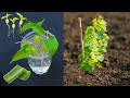 Simple Method Propagate Grape Tree With Water, Growing Grape Tree at Home