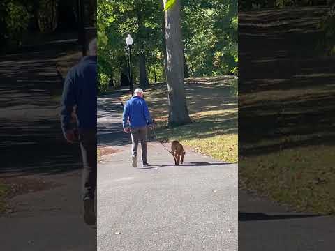 Bruce, an adoptable Boxer & American Bully Mix in East Orange, NJ_image-1