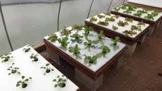 Fall Garden : Hydroponics and Raised Beds