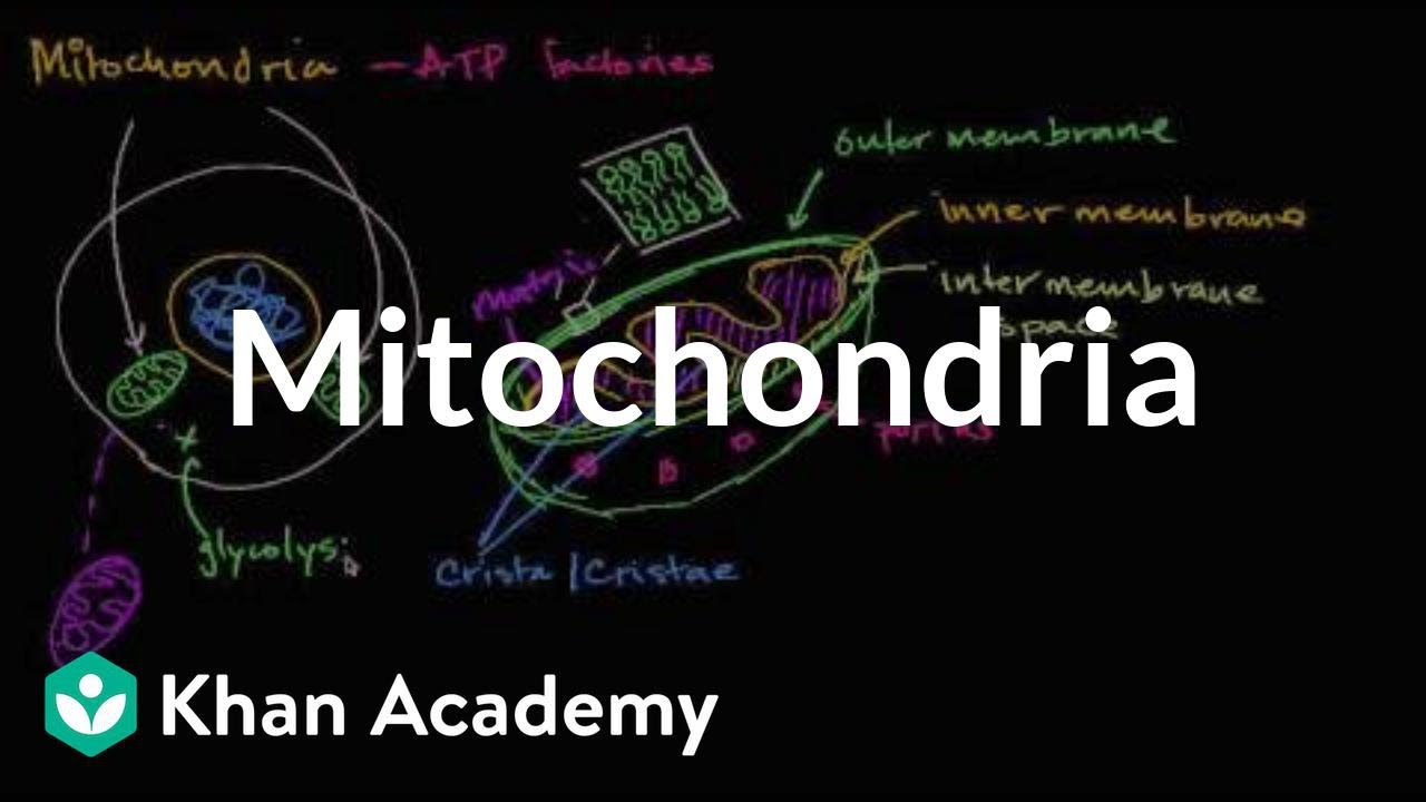Mitochondria | Structure of a cell | Biology | Khan Academy