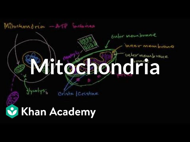 Exploring Mitochondria: The Powerhouses of Eukaryotic Cells | Magica