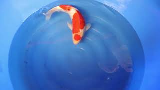 video van Sandan Maruten Kohaku KO-V23-03299