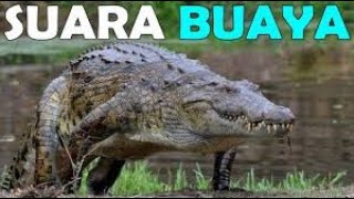 Download lagu Suara buaya - Efek suara buaya mp3 Download lagu Suara buaya - Efek suara buaya mp3