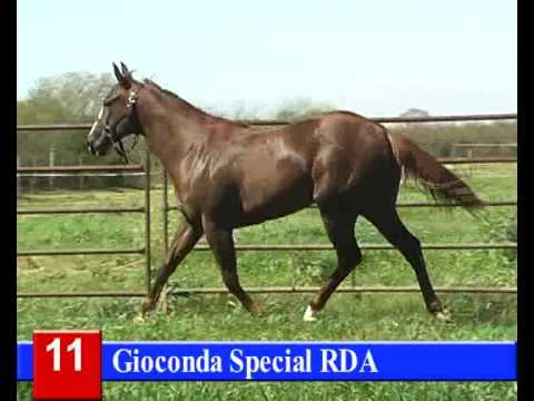 Lote 11: Geraldin Ryon RDA  - HARAS RINCON DEL AGUARA - LOS MONTEROS - 5-10-13