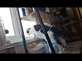 Magpie Sees A Window Cleaner For The First Time Magpie Vs The Intruder Cats Maincharacter