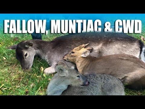 Hunting Muntjac, Chinese Water Deer & Fallow Hunting Muntjac, Chinese Water Deer & Fallow