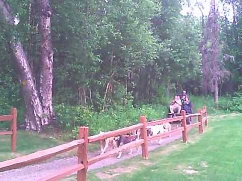 Sede de Iditarod 01/07/12