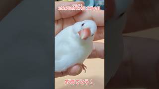 2026年 文鳥の日おめでとう🎉ピーコいつもありがとう😊