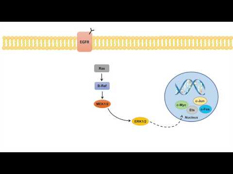 Ras Raf MEK ERK Signaling Pathway - Overview, Regulation and Role in Pathology