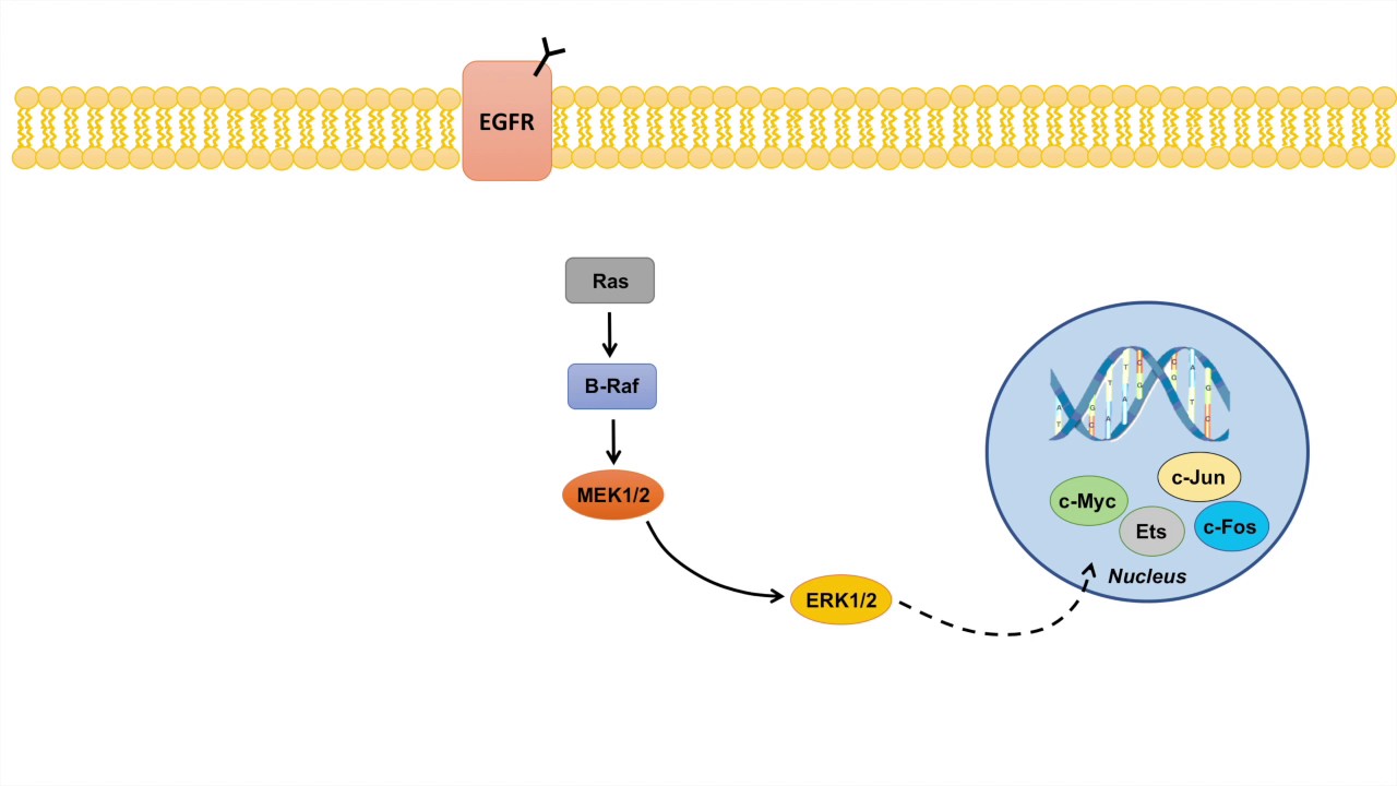 Ras Raf MEK ERK Signaling Pathway - Overview, Regulation and Role in Pathology - YouTube