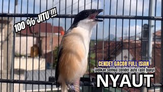 Download lagu cendet gacor FULL ISIAN super MEWAH buat PANCINGAN CENDET AGAR BUNYI bikin BURUNG PENTET GACOR AKTIF mp3 Download lagu cendet gacor FULL ISIAN super MEWAH buat PANCINGAN CENDET AGAR BUNYI bikin BURUNG PENTET GACOR AKTIF mp3