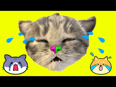 Caring for Little Kitten – Funny Learning Game for Children - YouTube