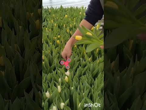 春に美しい花を咲かせるためにチューリップの球根を植える時期はいつ頃でしょうか?やり方は？ +ビデオ  庭園