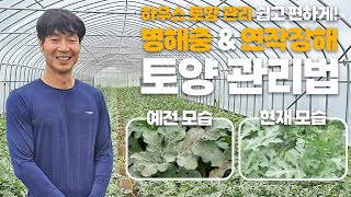 쉽고 효과 좋은 수박 하우스 토양관리법! 병해충과 연작 장해 한번에 해결하기