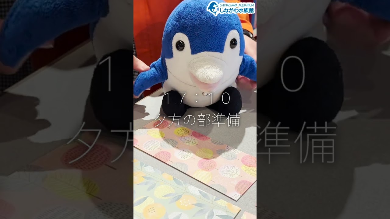 【しぶき2歳誕生日】水族館飼育員のゆるゆるVlog＠しながわ水族館【番外編】