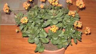 Jade Plant | Decorating Idea With House Plants Picture Collection