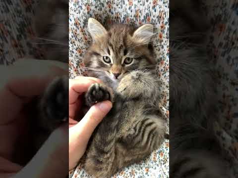 Cute cats!!Funny cats8#shorts
