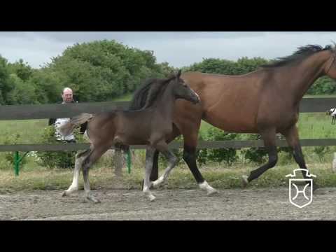 SL018 Hengstfohlen von Diarado - Caretino - Leuthen I