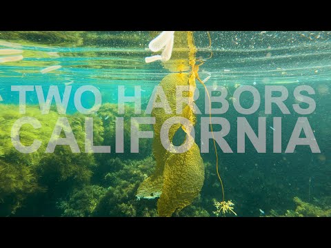 A Swim With The Fish At Two Harbors, Catalina Island  2021 [shot on a GoPro Hero 9]