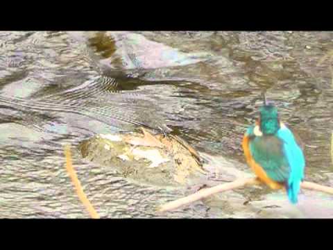 境川カワセミ2012011.mpg