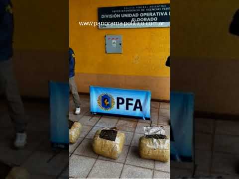 Descubren plantación de marihuana en Colonia Mado, Misiones. #policiafederal #misiones #milei #arg