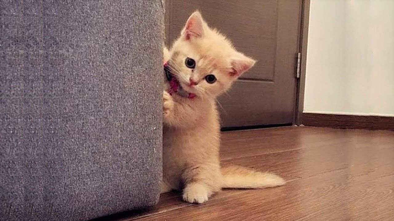 Cats just never fail to make you laugh and happiness - Funny cat compilation
