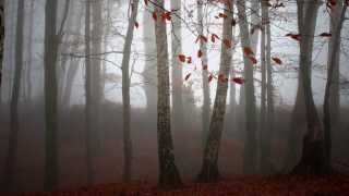 Each Leaf   Harvey Bates, music Peter Kater