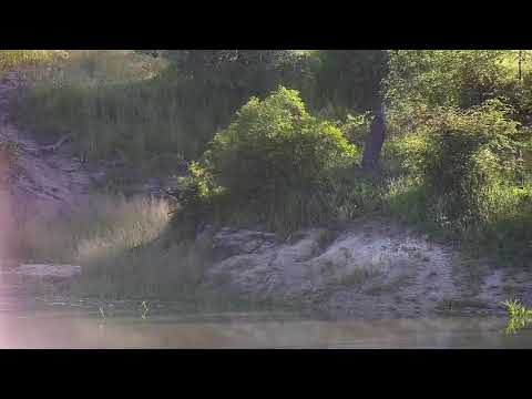 Djuma: Foam Nests from the Frogs - 06:32 - 01/20/21