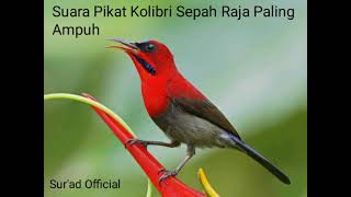 Download lagu SUARA PIKAT KOLIBRI SEPAH RAJA PALING AMPUH... mp3