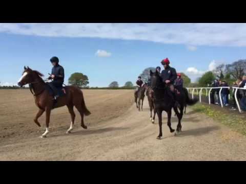 Lot Two Walking Home - Richard Fahey's 23/4/17