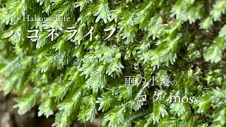 モリノ　コドウ　ハコネ　MORINO KODO HAKONE