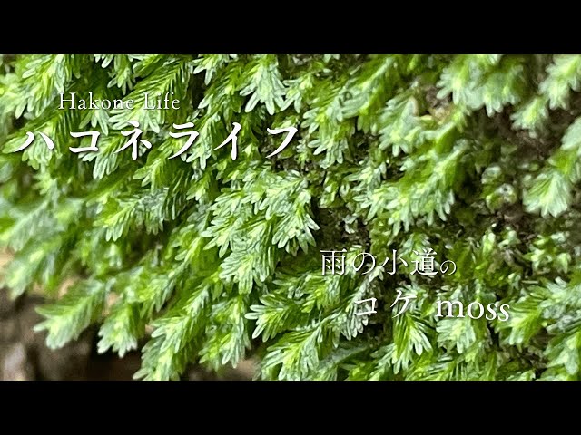 モリノ　コドウ　ハコネ　MORINO KODO HAKONE