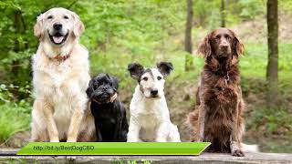 CBD Oil For Dogs With Joint Pain & Anxiety