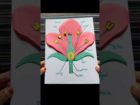 Parts of flower model for project #project #science #biology #shorts