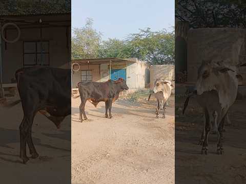 #shorts #trending #viral #animals #cow #gaumata