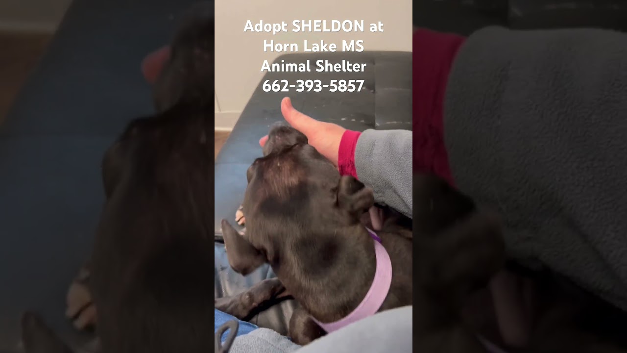Enlarge Sheldon, a ADOPTABLE mixed breed in Horn Lake, MS video 6/6