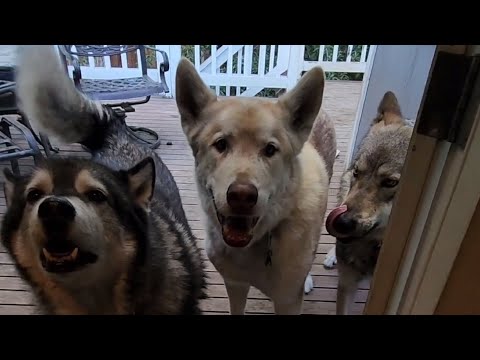 How Smart are Bob and the Wolfdogs? #petwolf #wolfpup #wolfdog