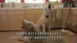 Happy Irish Wolfhound Birthday