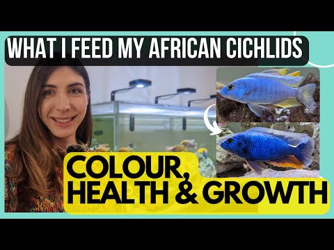 What I feed my African Cichlids: Foods for colour, health, and growth