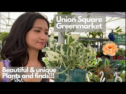 Union Square Greenmarket NYC  Unique beautiful plants and finds