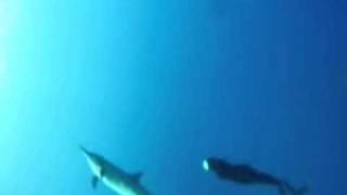 preview picture of video 'Freediving with dolphins at Hawaii'