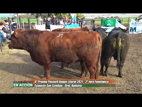 Angus - 6ª Prueba Pastoril del Litoral  - Matías Falco