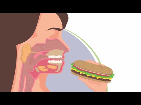 Der obere Verdauungstrakt – Startpunkt der Verdauung