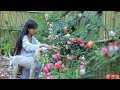 (笋)Best Time of Year to Comsume Juicy and Tender Bamboo Shoots; Pick As Much As You Like|Liziqi (笋)Best Time of Year to Comsume Juicy and Tender Bamboo Shoots; Pick As Much As You Like|Liziqi