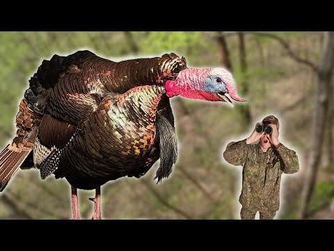 Roosted In The Same Tree!!! - Another Chance On The Same Gobbler