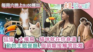 「動物主題餐廳」與萌寵接觸零距離