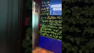 American Express card is not welcomed in American express Lounge - IGI - T3