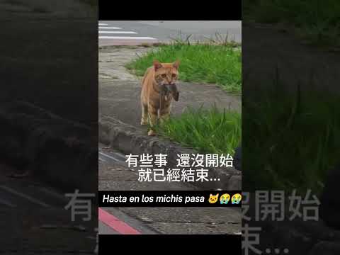 Sali con tu mujer 🐱😭😭 #gatos #viral #cat #memes #michis #pets #elritmodelaselva #shorts #fypシ
